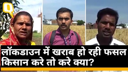 COVID-19: Lockdown में किसानों की अपनी समस्याएं- 'तैयार फसल कहां ले जाएं?' | Quint Hindi