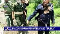 Harimau Sumatera Ditemukan Terjerat di Hutan Riau