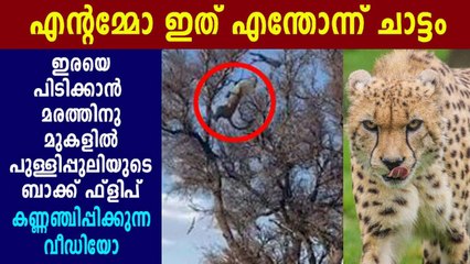 മരത്തിന് മുകളില്‍ പുള്ളിപ്പുലിയുടെ കിടിലന്‍ ബാക്ക് ഫ്‌ളിപ്പ് | Oneindia Malayalam