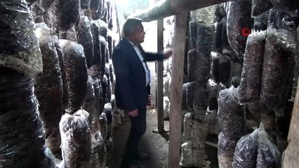 Evinin bahçesindeki depoda aylık 350 kilo mantar üretiyor