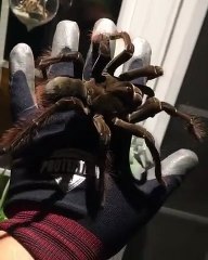 Est-ce que vous prendriez cette énorme araignée dans la main ?