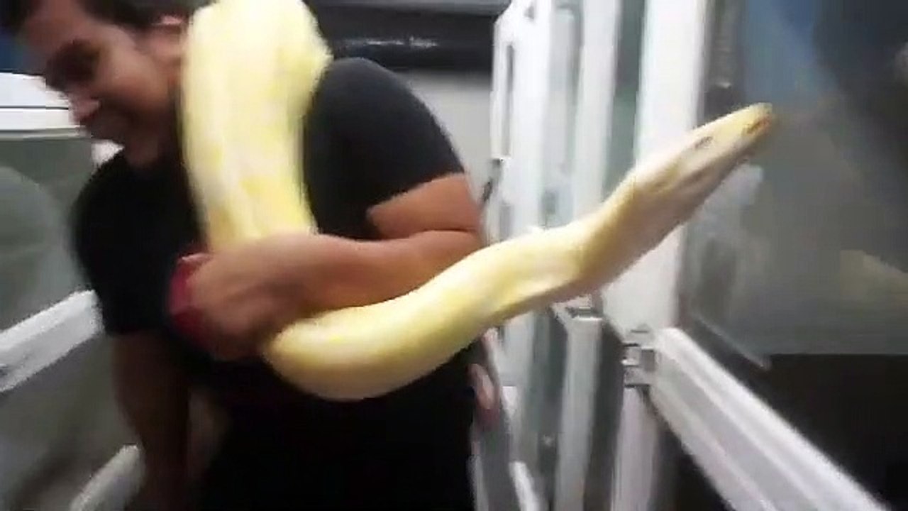 Il porte un énorme serpent Boa sur son épaule !