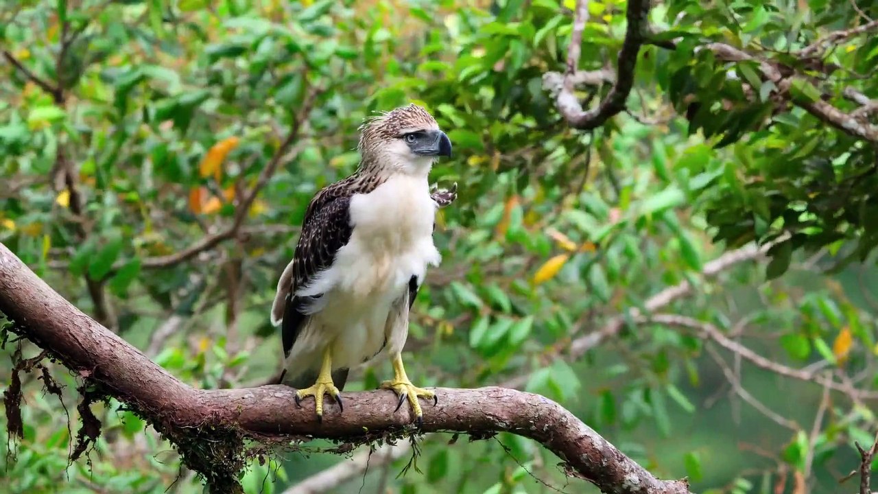 LATEST2020 Relaxing Flute Music of lord krishna for stress relief,sleep,study