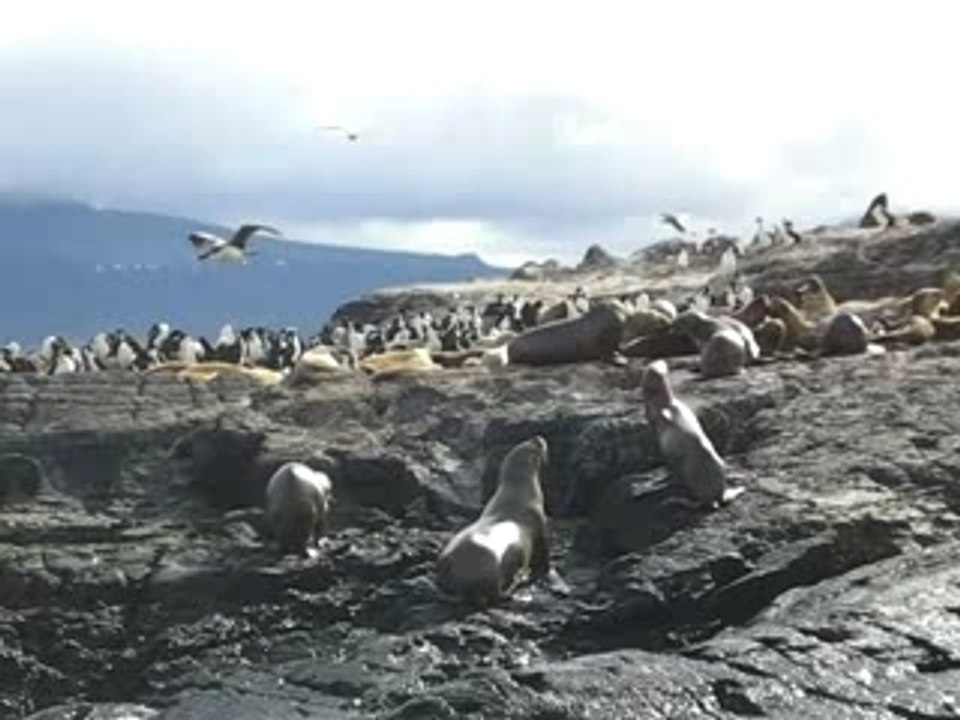 Lions de Mer a Ushuai