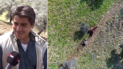 Aydın’da Çiftçiler Tarlaları Karasaban ile İşliyor