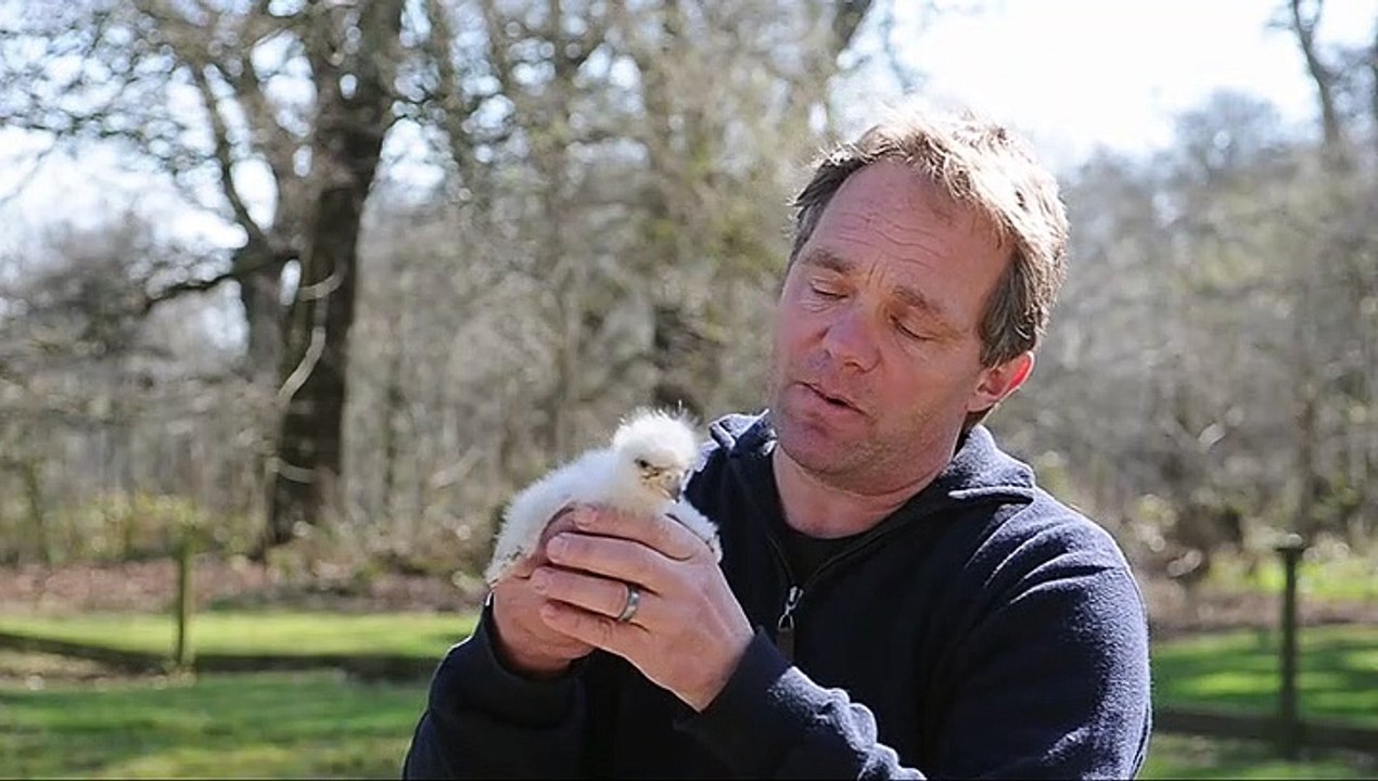 Sea Eagle chicks Helmsley