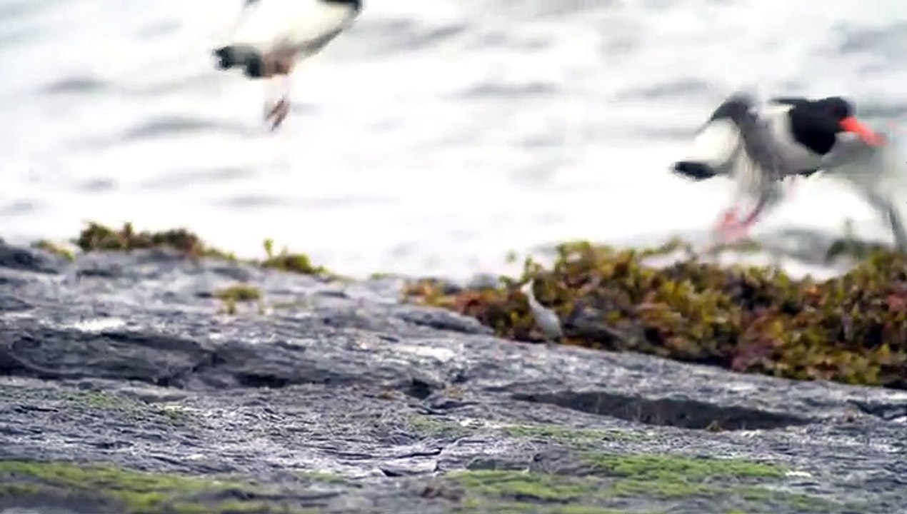 Oystercatchers