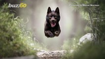 Mighty Mutts! Checkout These Pics of Dogs Mid-Flight Like They’re Superheroes!