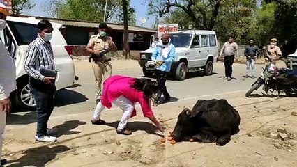 Lockdown: जब इन बेजुबानो के पेट की आग बुझाने के लिए आगे आई ये IAS, देखें वीडियो