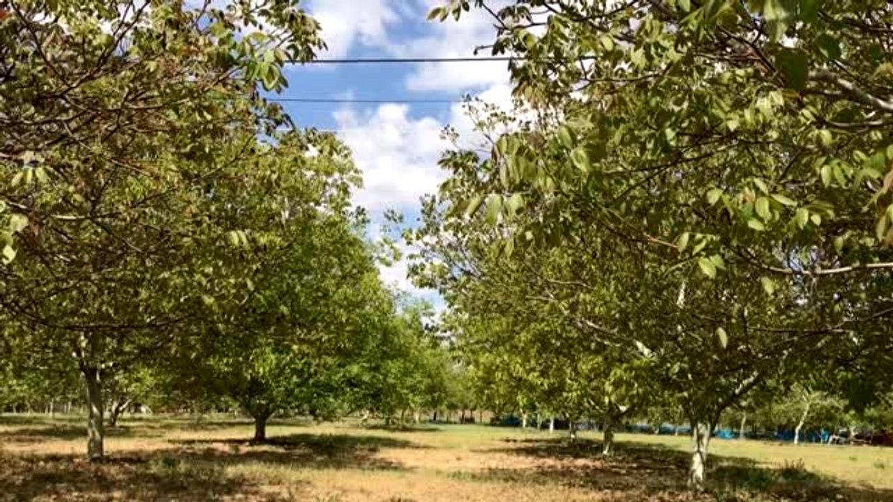 Pekmez ve ceviz satışları arttı