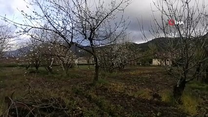 Kuşadası Kirazlı’nın Kiraz Çiçekleri Açtı