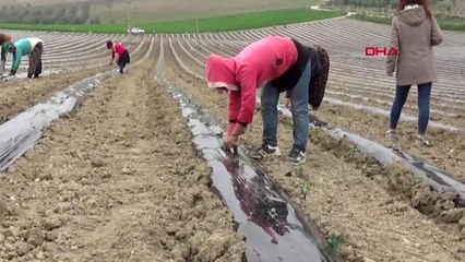 MANİSA Ünlü Poyraz Karpuzu'nun fideleri toprakla buluştu