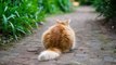 Secret Lives of Cats: Study of 900 House Cats Reveals What They Do When They Go Outside