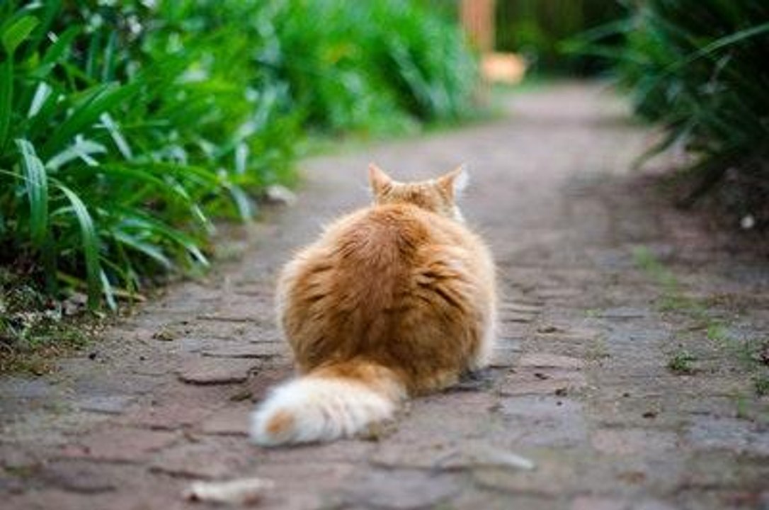 Secret Lives of Cats: Study of 900 House Cats R...