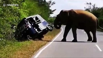 Panic as wild elephant raids vehicle in search of food in Sri Lanka