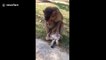 Pet cat is groomed by monkey best friend in Malaysia