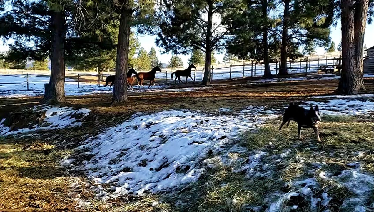 Daisy the Donkey Plays with Plastic