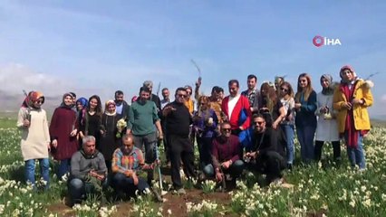 Atatürk Baraj kenarında doğal nergis bahçesi