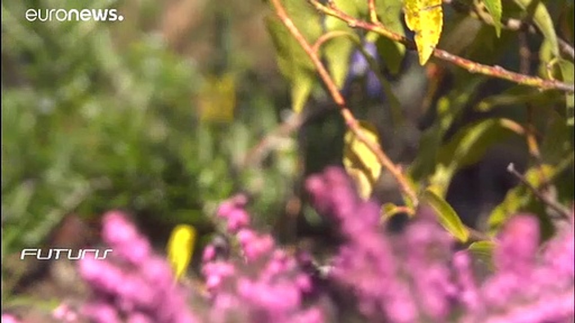 ⁣How to increase biodiversity across cities