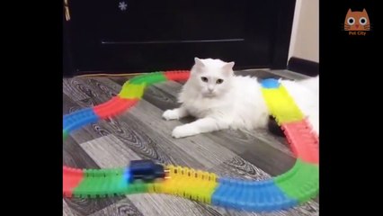 Los videos de risas de (animales) mas gracioso del mundo de gatos y perros  #16#