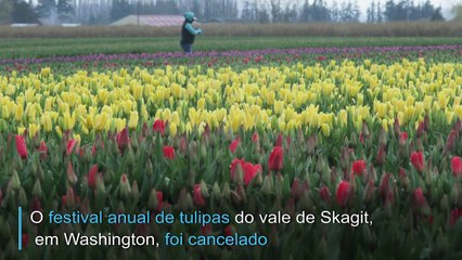 Covid-19 afeta tulipas em Washington