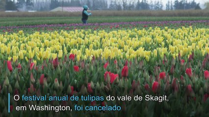 Covid-19 afeta tulipas em Washington