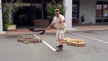 Il nous présente les 3 plus gros spécimens de serpents du monde