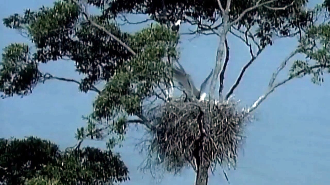 Shark Eats Flying Eagle!