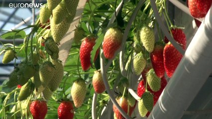 Erdbeeren leiden unter Coronavirus: Erst ernten, dann wegwerfen?
