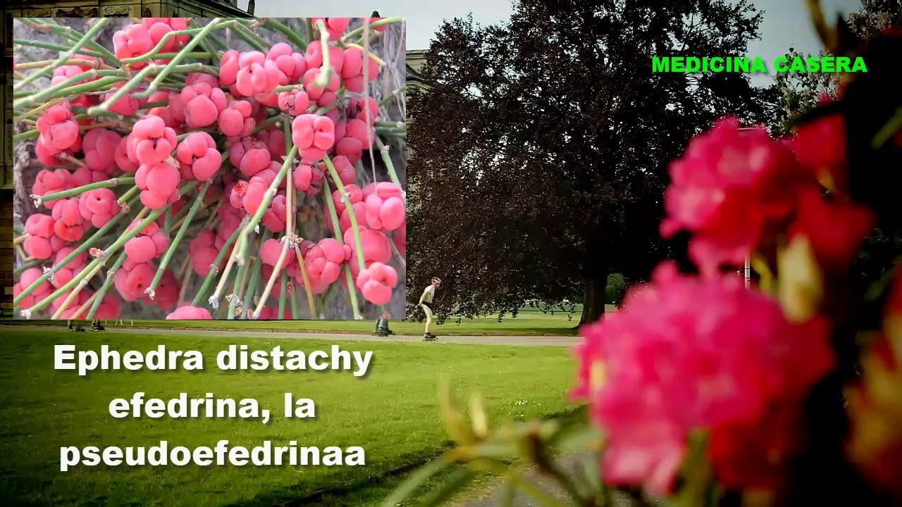 ⭐ REMEDIOS Para Los NERVIOS Y ANCIEDAD [Con Planta efedra]