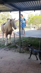 Stallion Assisting Kids Jumping on the Trampoline