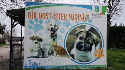 Belediye Ekipleri Sokak Hayvanları İçin Harekete Geçti