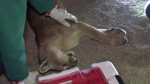 Un puma sorprende a los vecinos de un céntrico barrio de Santiago de Chile