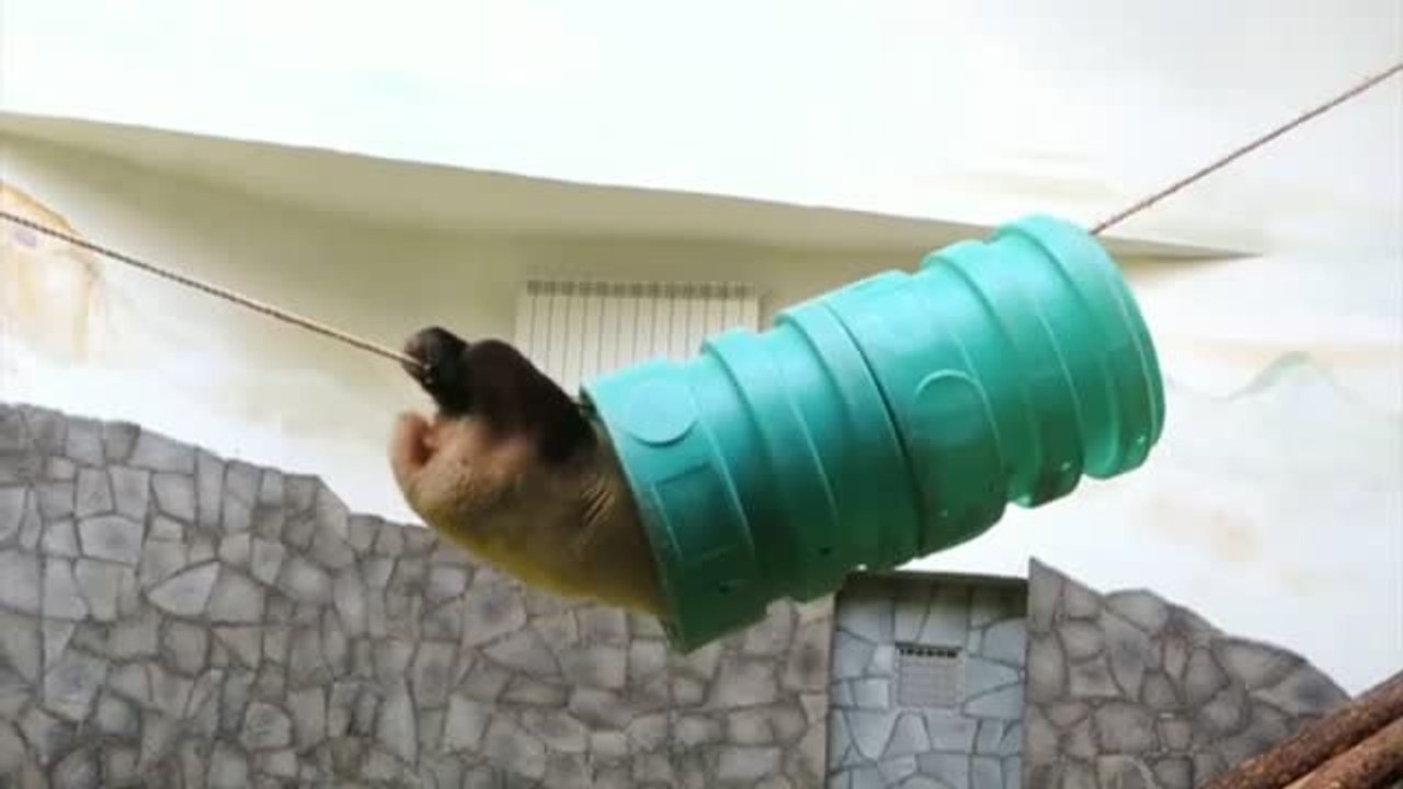 El oso panda gigante del zoológico de Moscú anima a los rusos a hacer deporte en casa