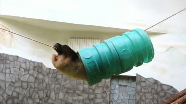 El oso panda gigante del zoológico de Moscú anima a los rusos a hacer deporte en casa