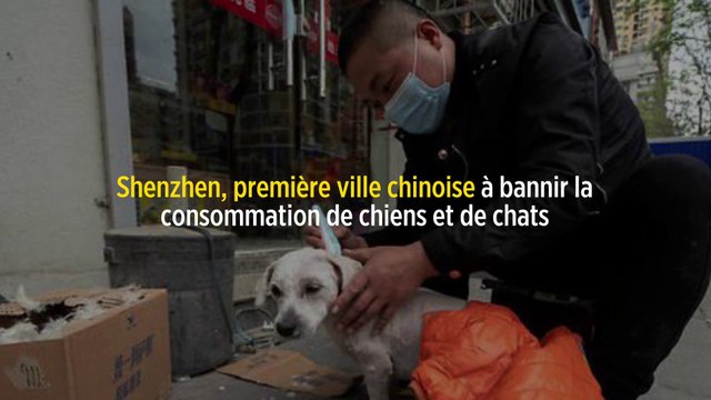 Shenzhen, première ville chinoise à bannir la consommation de chiens et de chats