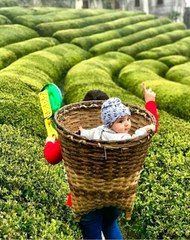 40 bin çay işçisi gelemiyor, 100 milyon dolar üreticiye kalacak