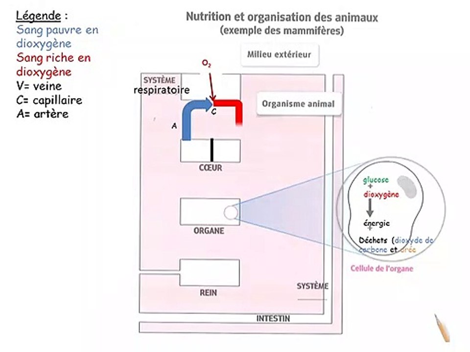 L'appareil circulatoire