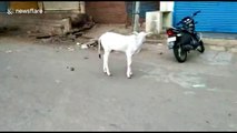 Heartwarming moment lost calf reunited with its mother in India