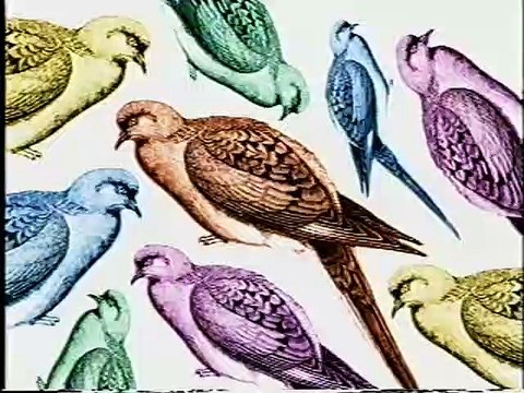 O Incrível Mundo dos Animais: Animais Ameaçados