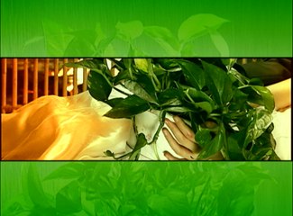 《绿萝花》第24集 梅婷、蒋恺、白凡主演都市爱情剧 | Green flower