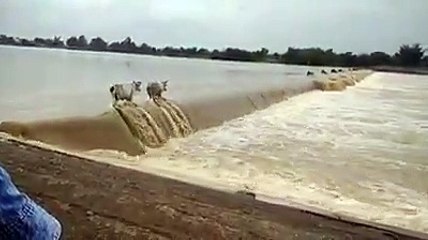 बाढ़ में  बहते  बैल Patna me badh gaya tha itna pani, Ganga ka Jal, 8 sep 2018 ki report