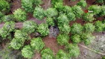 Amasya'da zabıtadan drone ile denetim