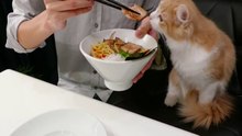 Homemade Ramen