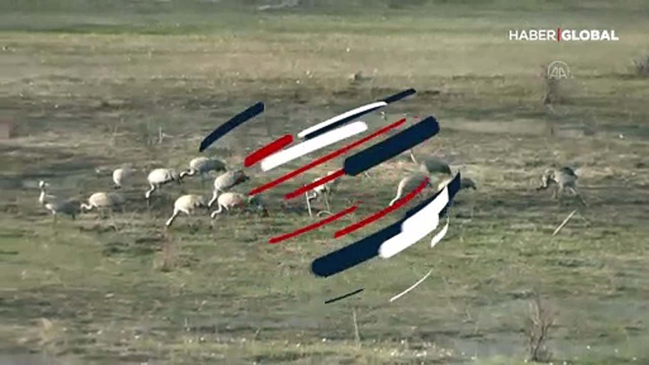 Nesli tükenme tehlikesi altında olan allı turnalar Ovacık'ı mesken tuttu