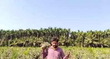 ಪೈನಾಪಲ್ ಬೆಳೆದ ರೈತನ‌ ಸ್ಥಿತಿ ನೋಡಿದ್ರೆ ಕಣ್ಣಲ್ಲಿ ನೀರು ಬರುತ್ತೆ | Oneindia Kannada