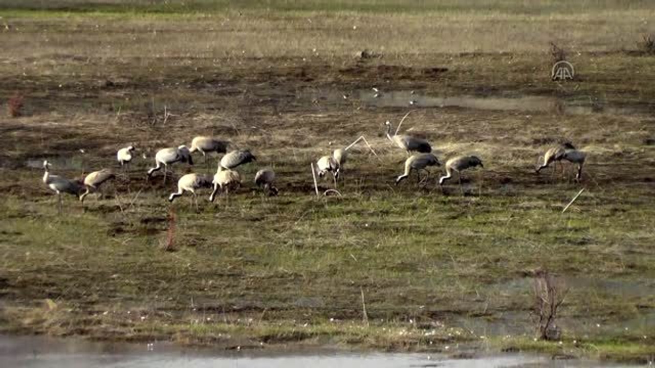 Nesli tükenme tehlikesi altında olan allı turnalar Ovacık'ı mesken tuttu