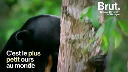L'ours malais, le plus petit ours au monde