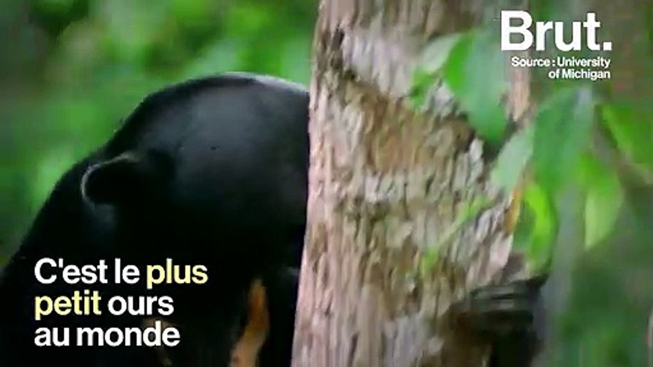 L'ours malais, le plus petit ours au monde