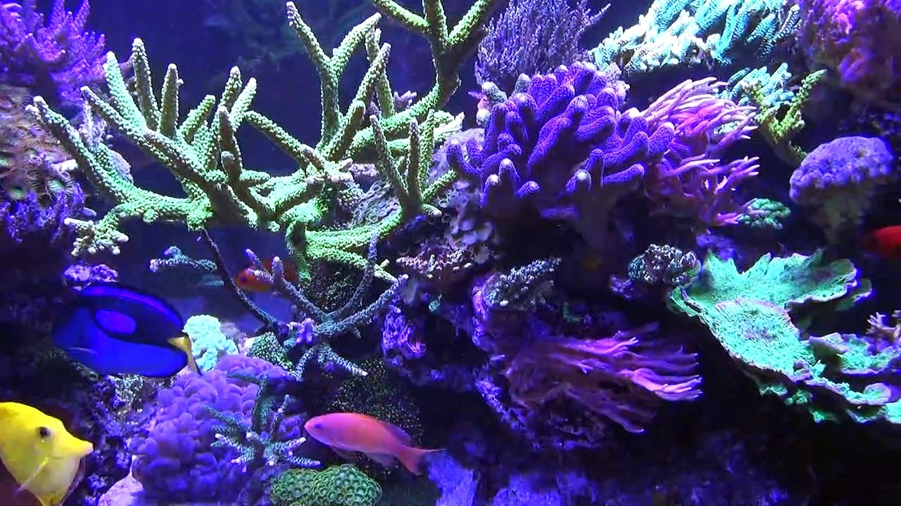 Mon récif de 500 litres